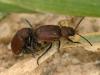 Emarhopa rufa